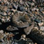  color photograph of rattlesnake poised to strike.