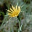 Color photograph of yellow flower.