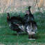  color photograph of three turkeys.