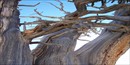 Bristlecone Pine