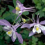 Columbine