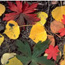 Fall Colors