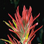 Paintbrush