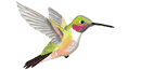 Broadtailed Hummingbird