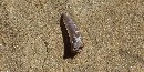 Photo of a shark's tooth