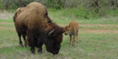 A bison and calf