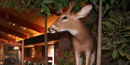 Nature Center Exhibits