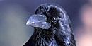 Raven Raven