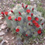 Claret Cup Cactus Claret Cup Cactus
