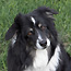 puzzled doggie
