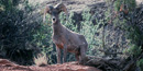 Desert bighorn sheep