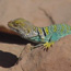 Yellow Collared Lizard Yellow Collared Lizard