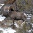 Desert Bighorn Ram in snow