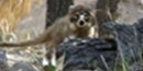 Coati in the oak trees