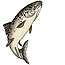 Fish of Curecanti