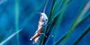 Picture of mormon cricket perched on a blade of grass.