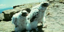 Peregrine chicks on cliff.