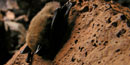 Bat on cave wall