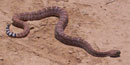 A Western Diamondback rattlesnake in the desert