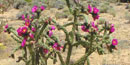 Vivid pink flowers blossom on a spiny Cane Cholla cactus.