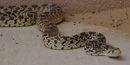 A gopher snake at El Malpais