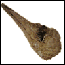Photo image of fossil bird