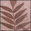 Fossil image of leaflets