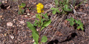 Photo of a wildflower in bloom