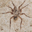 Detailed and delicate fossil of a spider showing all its legs and even the hairs on its legs