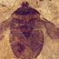 fossil beatle