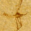 This fossil mosquito was found in the Fossil Lake deposits. Insect fossils are rare compared to fish and have not been researched. This fossil mosquito was found in the Fossil Lake deposits. Insect fossils are rare compared to fish and have not been researched.