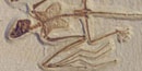 undescribed bat
