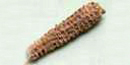 700-year old corn