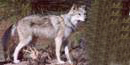 Mexican Grey Wolf