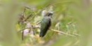 Hummingbird