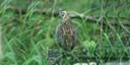 Montezuma Quail