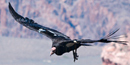 California Condor flying over the Grand Canyon by Steve Mull.