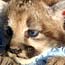 mountain lion kitten mountain lion kitten
