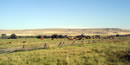 Cattle and horses grazing lush Montana grasses.