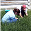 Interns collecting thistles.