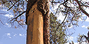Culturally peeled ponderosa pine