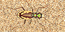 Great Sand Dunes Tiger Beetle Great Sand Dunes Tiger Beetle