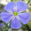 Blue flax flower, Photo by Sarah Zenner