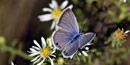Butterfly observation is growing in popularity as a fun and educational nature activity.