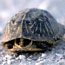 Western Box Turtle