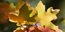 Big Tooth Maples turn color in the Guadalupes in late October or early November. Big Tooth Maples turn color in the Guadalupes in late October or early November.