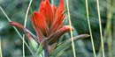 Indian Paintbrush