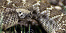 A coiled rattler waits patiently for its prey.