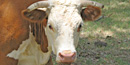 LBJ Ranch Hereford