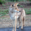Coyote